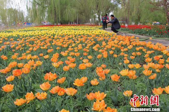 如今的郁金香花季已成为五家渠市一张亮丽的名片，成为新疆北部地区独具特色的旅游胜地。(资料图) 戚亚平 摄