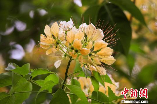 广州鱼木繁花怒放笑面迎人 李建基 摄