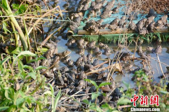 广州花都志惠农场池塘出现大量青蛙　曾令华　摄