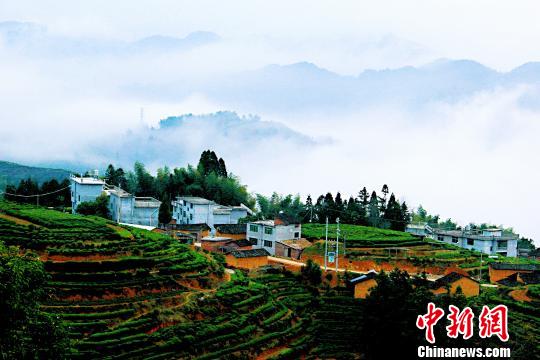 图为云雾茶乡。 吴苏梅 摄