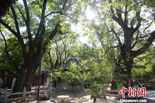 青州市范公亭公园内共有2株唐楸,树龄1300年有余,树高15米左右。 山东省林业厅供图