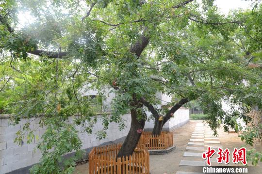 图为邹城猪牙皂古树群。《本草纲目》记载:“皂荚生雍州山谷及鲁、邹县,如猪牙者良”。 山东省林业厅供图