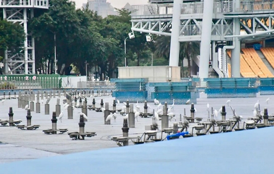 海心沙亚运公园的喷泉广场上,成群白鹭来回踱步。