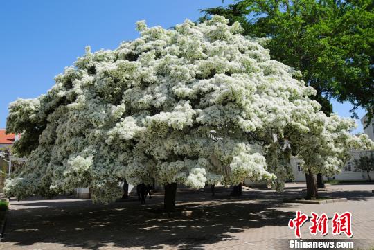 牟平百年古流苏树高约10米,铺开的树冠面积达80平方米。 山东省林业厅供图