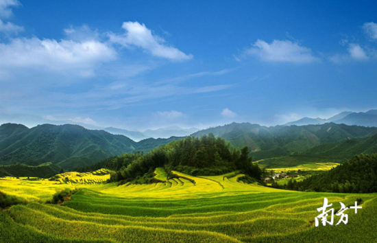 无污染、原生态良好的壮乡瑶寨高寒山区造就了独一无二的连山“贵族”大米。