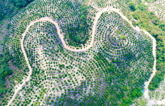 下太镇油茶基地航拍