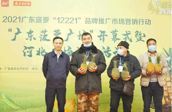 “广东菠萝广场”2月底在河北开幕。