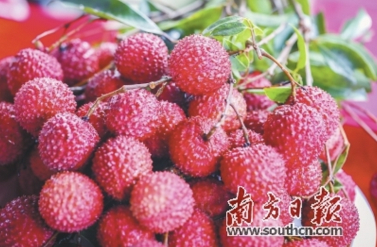 岭南佳果广东荔枝成熟上市。 吴秒衡　摄