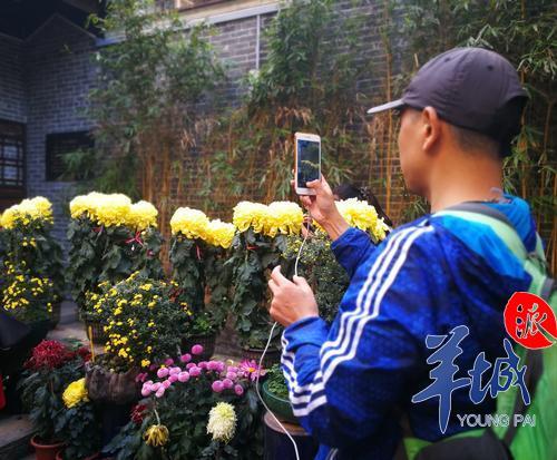 游客在佛山苏氏书塾拍摄菊花