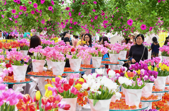 百万葵园郁金香花博秀吸引了众多游客