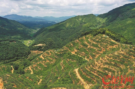 澄江猕猴桃基地