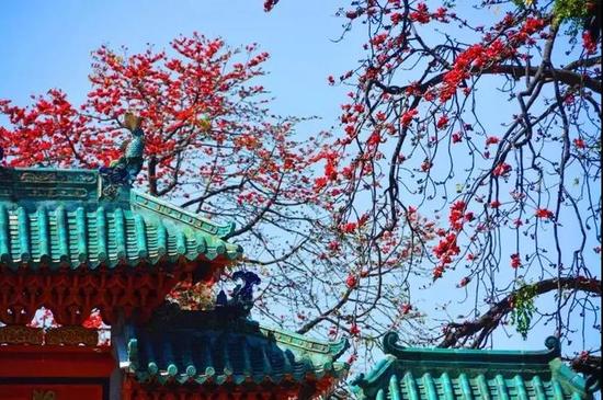 木棉花 摄于中山公园