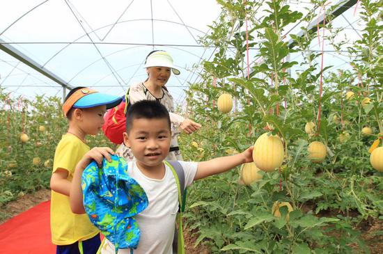 珠海金湾天价西瓜让游客大吃一惊