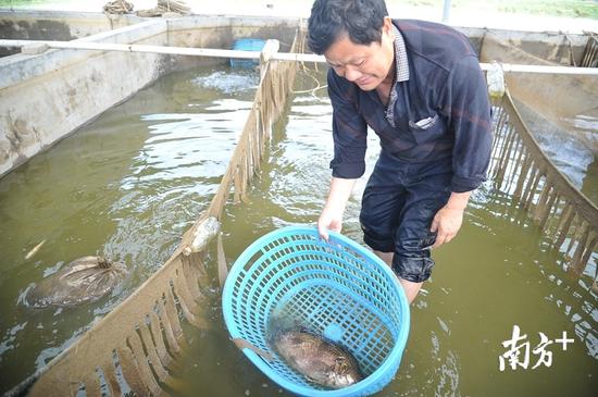 清新区位于北江的中下游,水系发达,养殖桂花鱼的历史超过30年。贺欢 摄