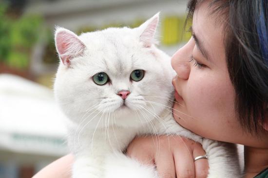 兼职猫全城吸猫节火热开展 与猫咪来一个亲密