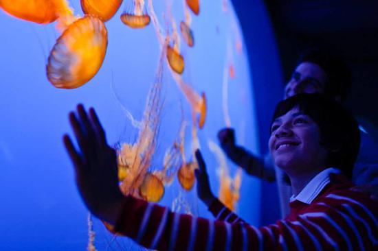 蒙特雷水族馆Monterey Bay Aquarium