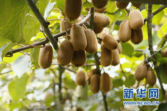 图为8—9月份的修文猕猴桃,一般在10月初开始采摘