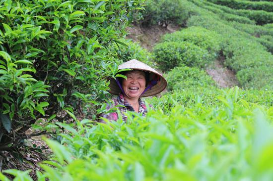 开展产业帮扶,帮扶饶平县浮滨镇黄正村发展茶叶种植,茶农在茶园笑开了花
