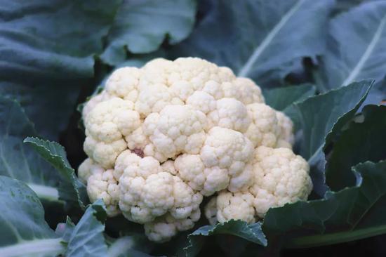 ▲实花菜 河南豫艺种业科技有限公司