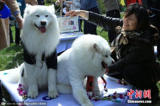 资料图:宠物犬。图片来源:CFP视觉中国
