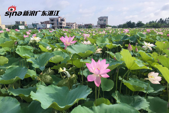 荷花开得格外娇艳 陈婷 摄