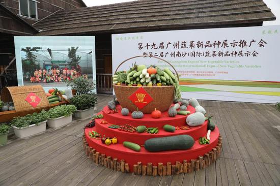 十九届广州蔬菜新品种展示推广会南沙开幕 为期一个月。李夏同拍摄