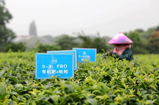 位于广德产业园的广东省农科院红茶研究所茶叶基因库。李剑锋 摄