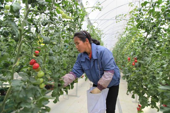 当地村民在现代农业产业园务工