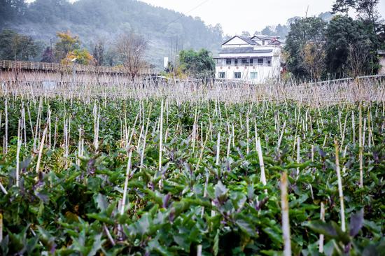 墨冲镇良田坝蔬菜示范基地