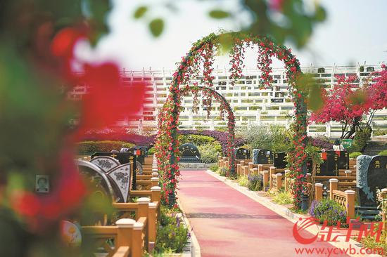 广州增城正果万安园是节地生态葬示范点，图为该园将景观和墓葬融为一体的玫瑰园