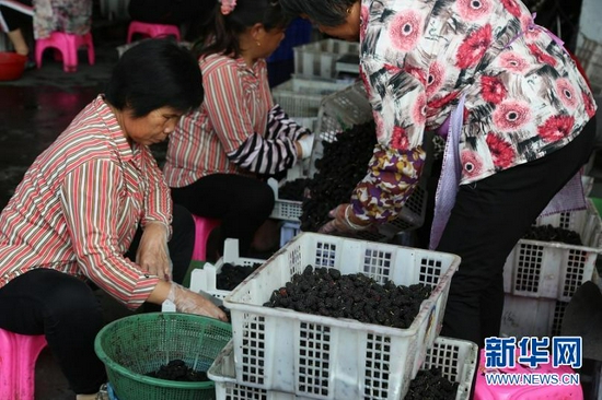在汕头市潮阳区金灶镇，村民们正忙着分拣成熟的桑葚。