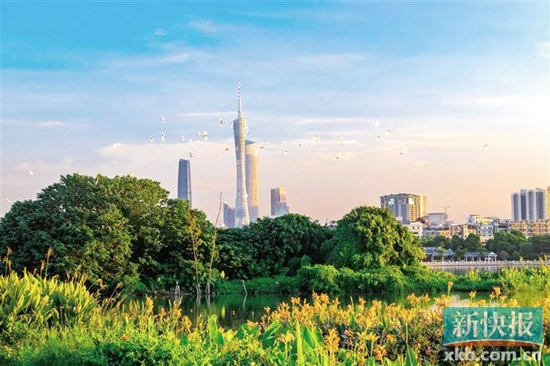 海珠湿地占地1100公顷，被誉为广州“绿心”。穗环宣供图