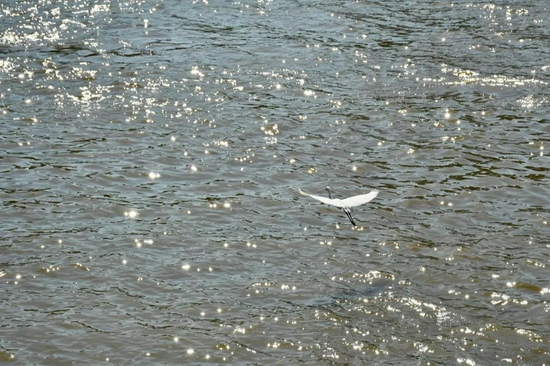 天字码头,水面波光粼粼,白鹭画出优美弧线。
