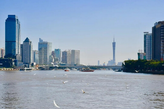 一群白鹭飞越珠江水面。