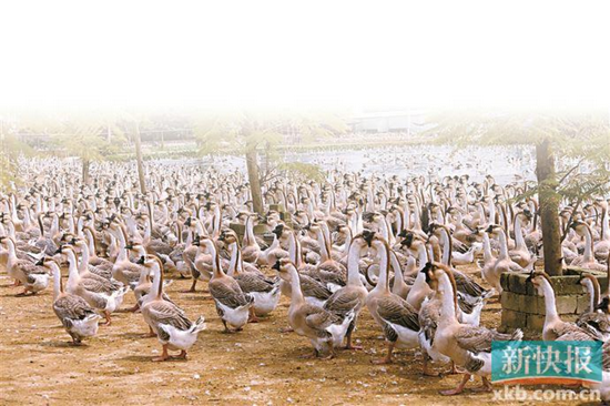 澄海狮头鹅产业不断发展壮大，成为澄海农业农村支柱产业之一。