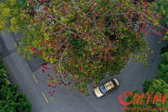 广州市海珠区仑头，木棉花开满枝头