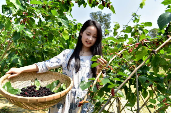 每年3-5月,西樵渔耕粤韵文化旅游园的20000多棵桑树进入采摘期。
