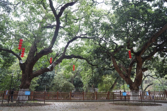在黄埔区长岭街，摄像头、振动位移传感器等科技装备被应用到古树名木保护中。摄影 李剑锋