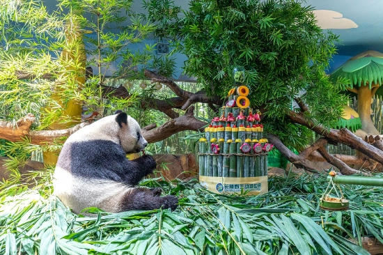 大熊猫三胞胎8岁生日