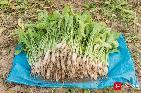 甘洒镇田地间收获的黄菜。