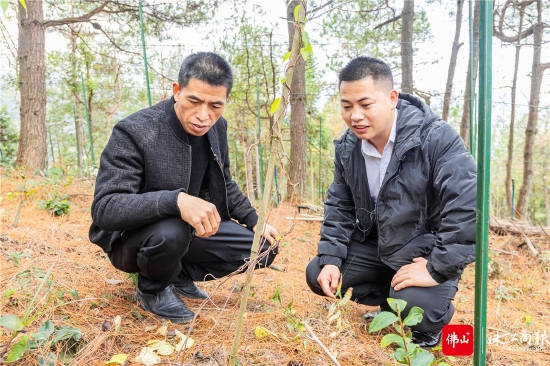 南岑村村委会主任刘跃泽(左)与返乡创业大学生杨承(右)正在岑松镇南岑林下中药材产业示范基地查看南五味子种植情况。