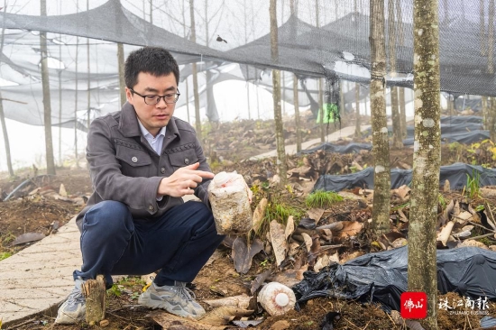 顺德帮扶干部王志刚正在介绍佛黔协作林下食用菌基地种植情况。