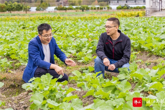 当地干部向瓦寨镇柑子院村顺德区驻三穗县工作组干部、三穗县人民政府办公室挂职副主任严景联介绍建设情况。