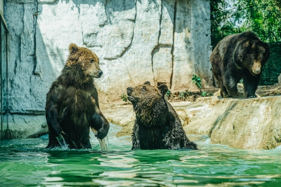 长隆野生动物园最强“熊熊天团”与游客一起迎接春日party