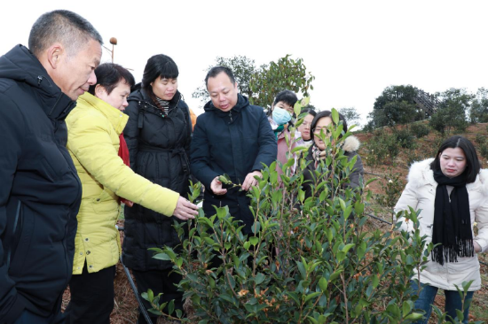 镇头镇土桥村调研油茶丰产林基地建设情况