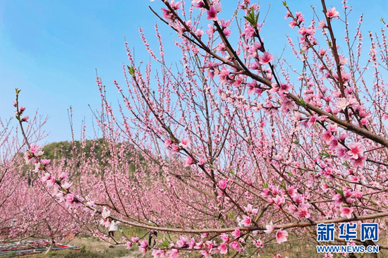 春景怡人 尽赏桃花灼灼