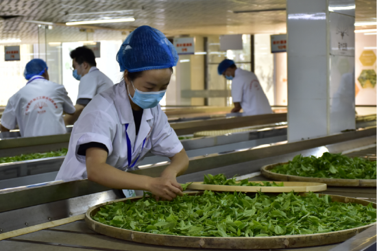 参赛选手现场制茶