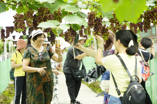 图为龙华村发展葡萄种植项目