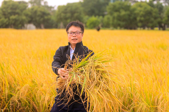 校党委书记许志超示范割稻（刘阳 摄）