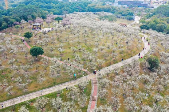 市民广场往年香雪绽放图片。